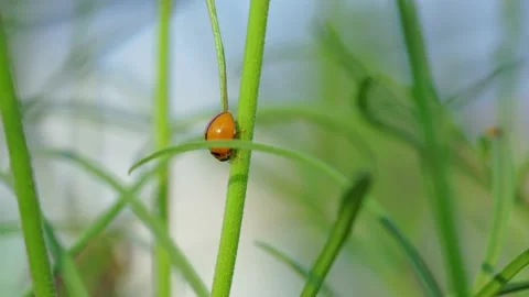 Beetles Orange Crawl On The Grass Stock Footage 232404244