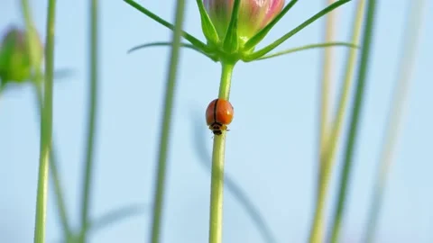 Beetles Orange Crawl On The Grass Stock Footage 232404300
