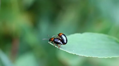 Beetles Oulema Melanopus mating on a leaf of a flower Stock Footage 64129858
