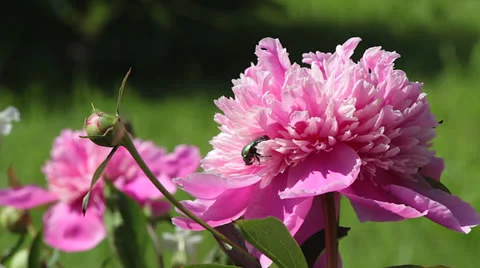 Beetles &amp; peonies Stock-Footage 24727259