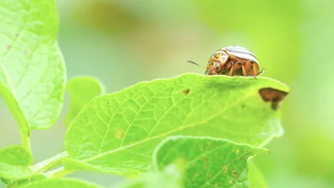 Beetles pests 스톡 동영상 247855980