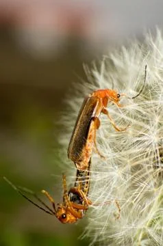 Beetles Stock Photos