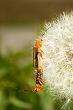 Beetles Stock Photos