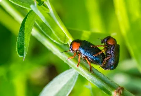 Beetles Stock Photos