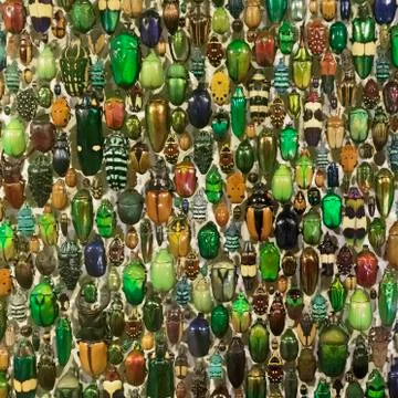 The Beetles Stock Photos
