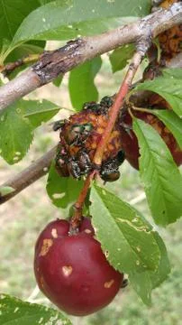 Beetles on plum Stock Photos