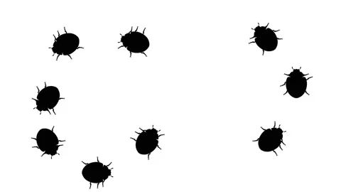 Beetles in prohibition sign 스톡 동영상 90544203