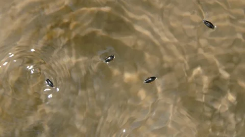 Beetles  Quickly Run on the Water Stock Footage 89739125