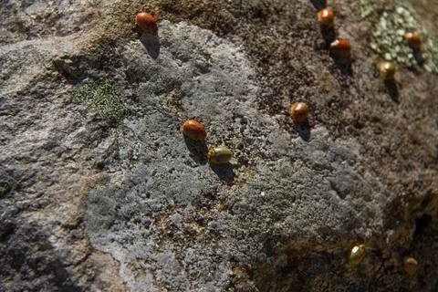 Beetles on a rock Stock Photos