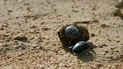 Beetles rolling dung ball across sandy ground in natural habitat Stock Footage 341973593