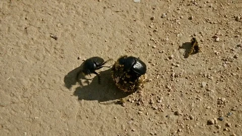 Beetles rolling dung ball across sandy surface in natural outdoor setting Stock Footage 341976214