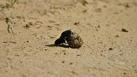 Beetles rolling dung ball across sandy terrain in natural habitat Stock Footage 342229276