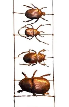 Beetles in a row Stock Illustration