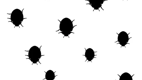 Beetles running down Stock Footage 90515058