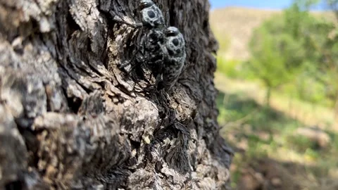 Beetles in a scenic sunset afternoon mating woodland landscape closeup behavior Stock Footage 338010564
