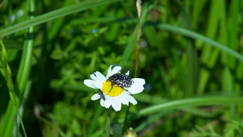 Beetles sitting on a flower Stock Footage 131578630