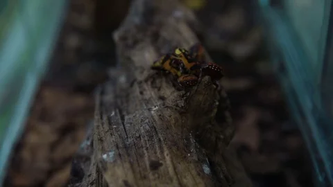 Beetles swarm on logs Stock Footage 77751631