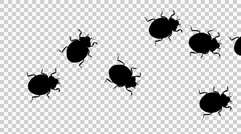 Beetles walking Stock Footage 49442338