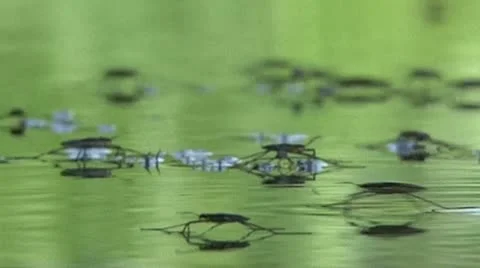Beetles water strider 1 Stock-Footage 12538492