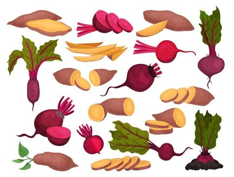 Beetroot and sweet potato set. Whole and sliced fresh organic healthy vegetables Illustrazione stock