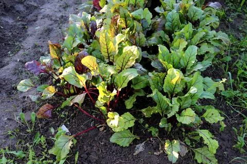 Beetroot in a bed in partial shade on a summer day in the garden Stock Photos
