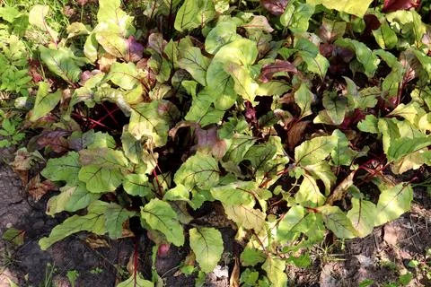 Beetroot bed in partial shade in vegetable garden Stock Photos