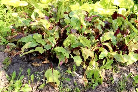 Beetroot bed in the vegetable garden - top and side view Stock Photos
