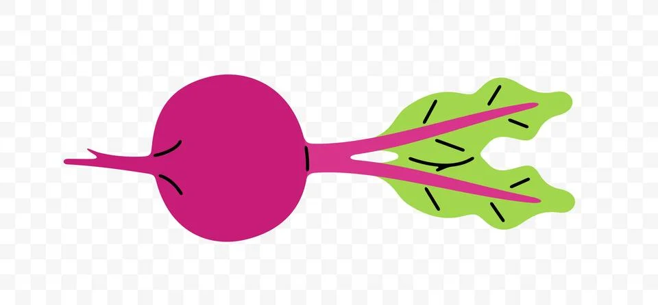 Beetroot, beet and root, graphic design Stock Illustration