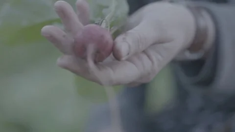 Beetroot being farmed Stock Footage 73882785