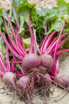 Beetroot Boltardy, beetroots, table beet or garden beets, UK Foto stock