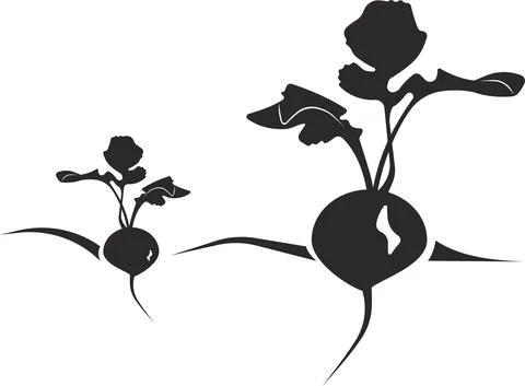 Beetroot with branches in the ground. Vector image. Stock Illustration