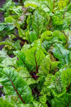 Beetroot bright leaves Foto stock