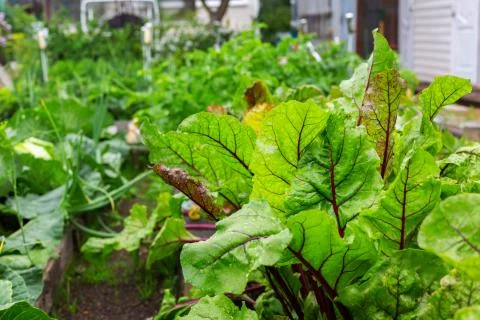 Beetroot bright leaves Foto stock