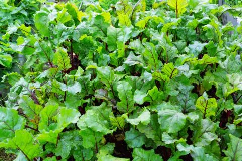 Beetroot bright leaves Stock Photos