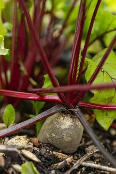 Beetroot bulb with vivid red stems close-up in garden Stock Photos