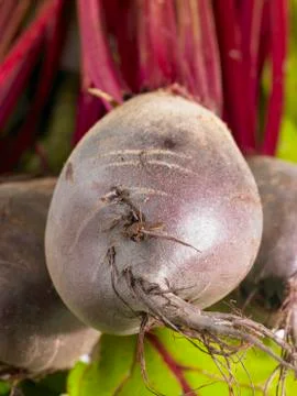 A beetroot (close-up) Stock Photos