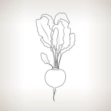 Beetroot  in the Contours on a Light Background Stock Illustration