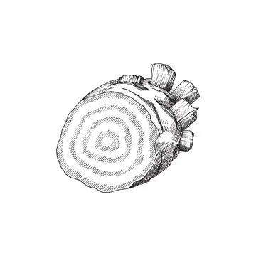 Beetroot cut in half, engraving vintage vector illustration isolated on white. Stock Illustration