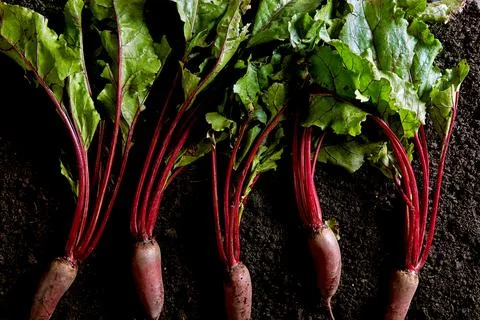 Beetroot on dark soil background viewed from above. Organic beet Stock Photos