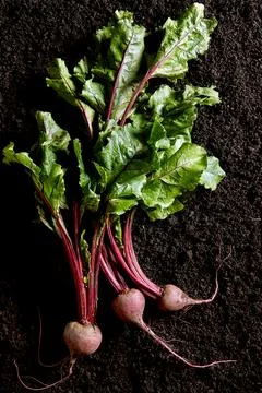 Beetroot on dark soil background viewed from above. Organic beet Stock Photos