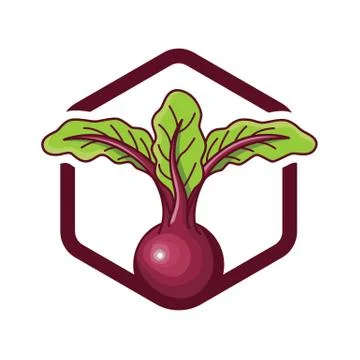 Beetroot design vector realist 스톡 일러스트