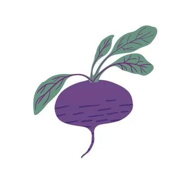 Beetroot in doodle style isolated on white background. Hand drawn beet vegeta Stock Illustration