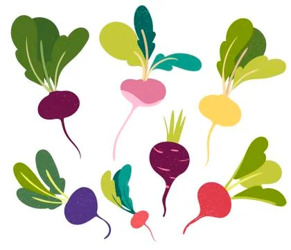 Beetroot in flat style and isolated on white background. Stock Illustration