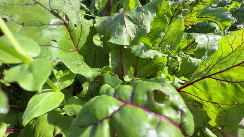 Beetroot Foliage with Crimson Veins, Vegetable Garden, Slow Motion Vídeos de archivo 341811723