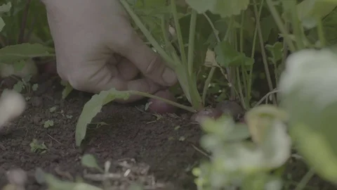 Beetroot - fresh farm produce Stock Footage 73885642