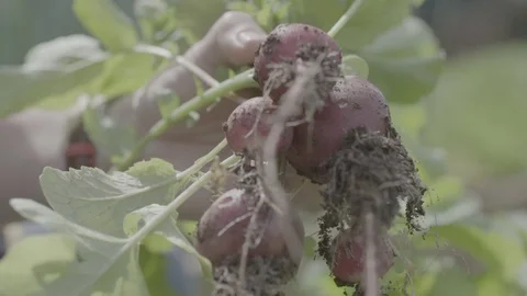 Beetroot - fresh farm produce Stock Footage 73886142