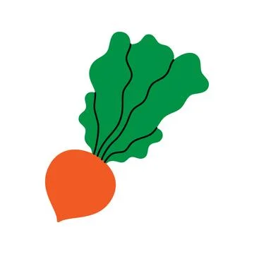 Beetroot. Fresh organic vegetable. Vector illustration Stock Illustration