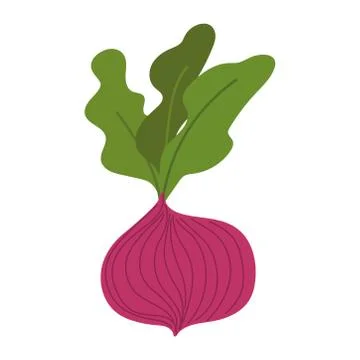 Beetroot fresh vegetable isolated icon style Stock Illustration