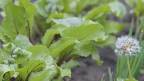 Beetroot in the garden. Beetroot grows in the garden. Beet leaves. Eco clean Stock Footage 218464598