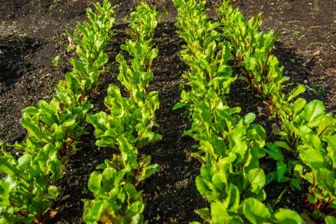 Beetroot garden patch Stock Photos